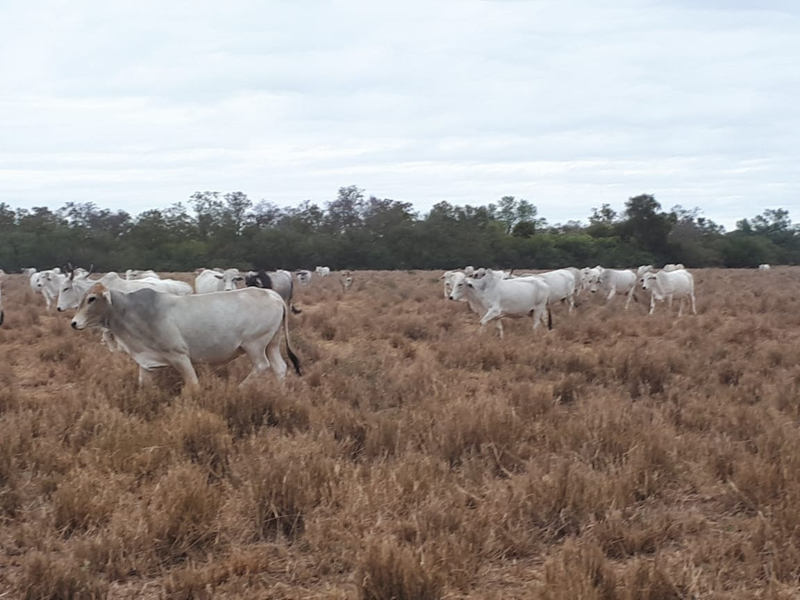 Reserva de alimentos clave para la ganader a del Chaco Prensa